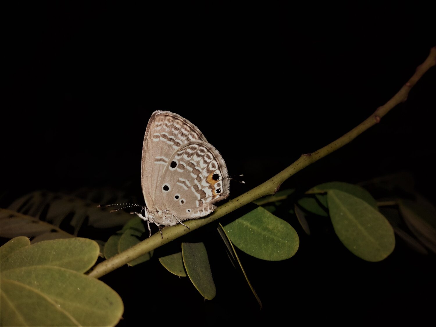 NIGHT BUTTERFLY