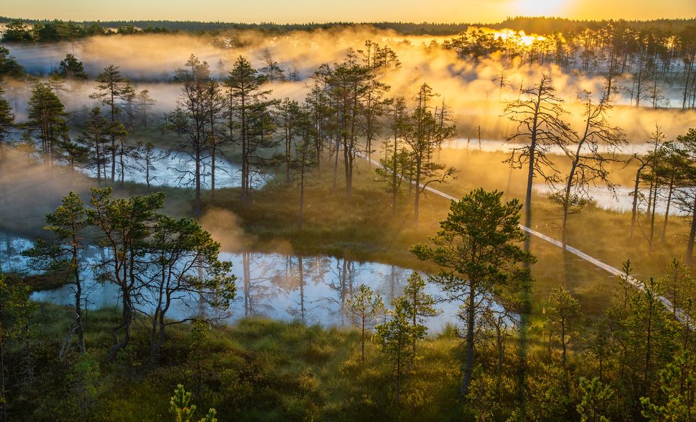 Foggi morning in Viru bog, Estonia