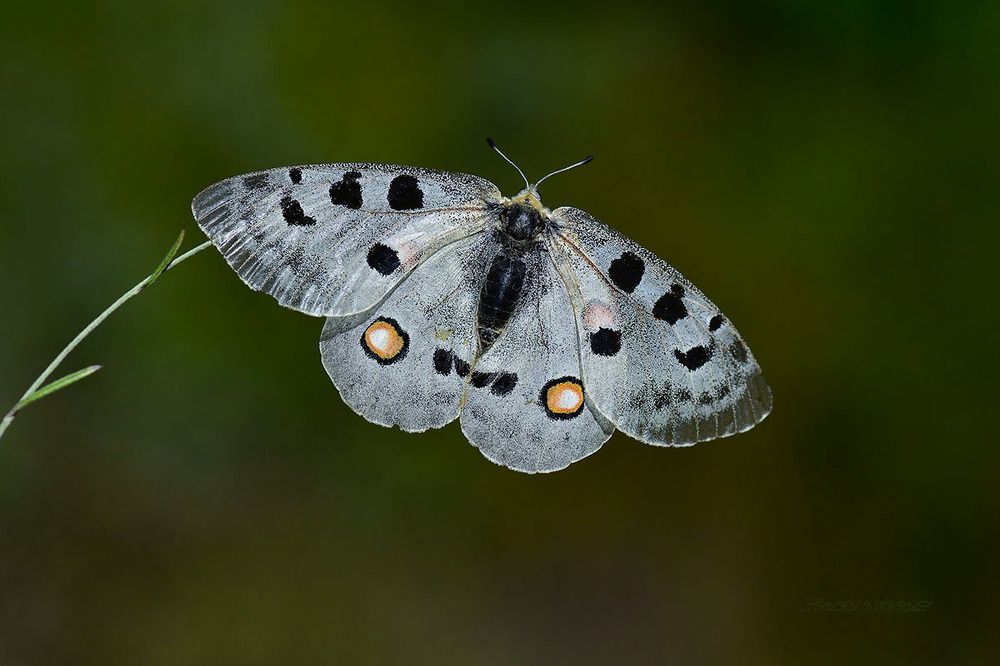 Apollo kelebeği (Parnassius apollo)