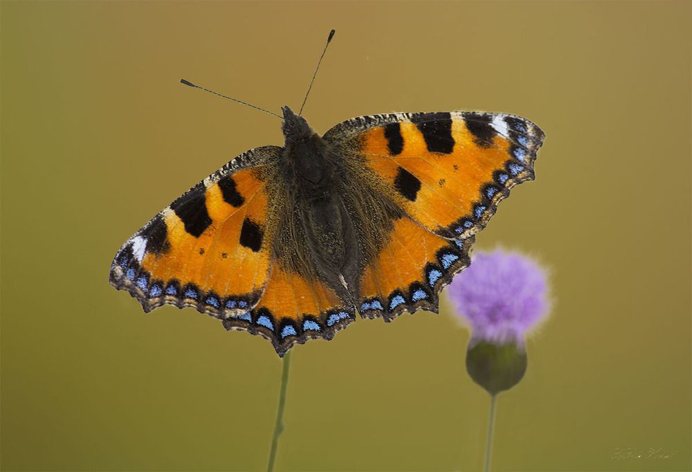 Aglais