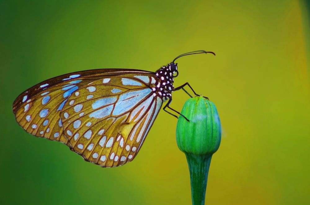 Resting Blue Tiger !