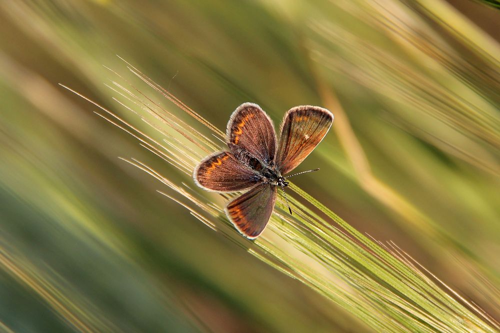 Plebejus pylaon