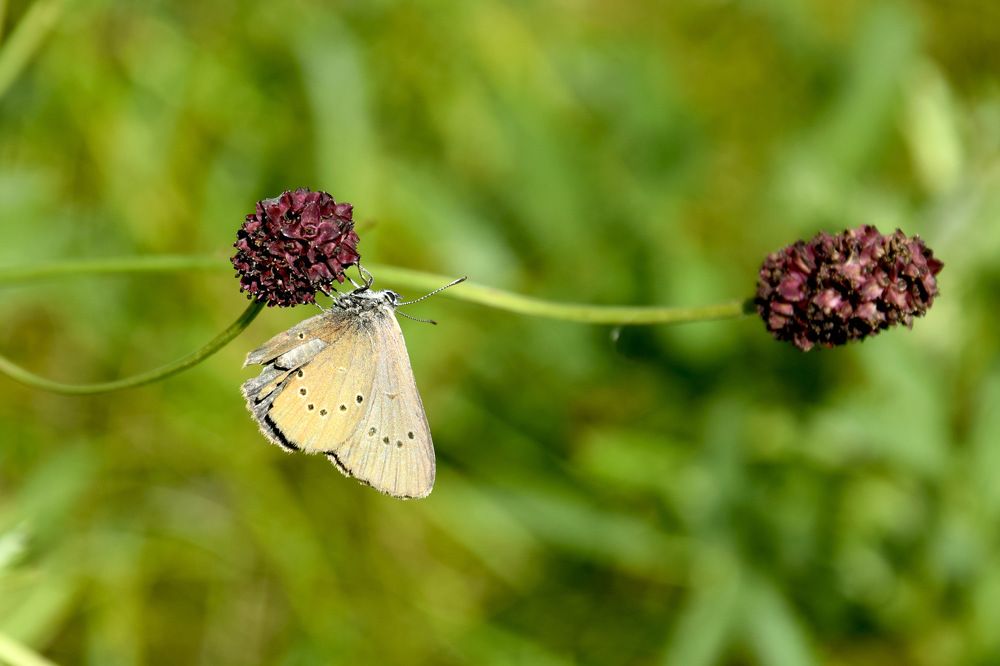 Лепесток ветра