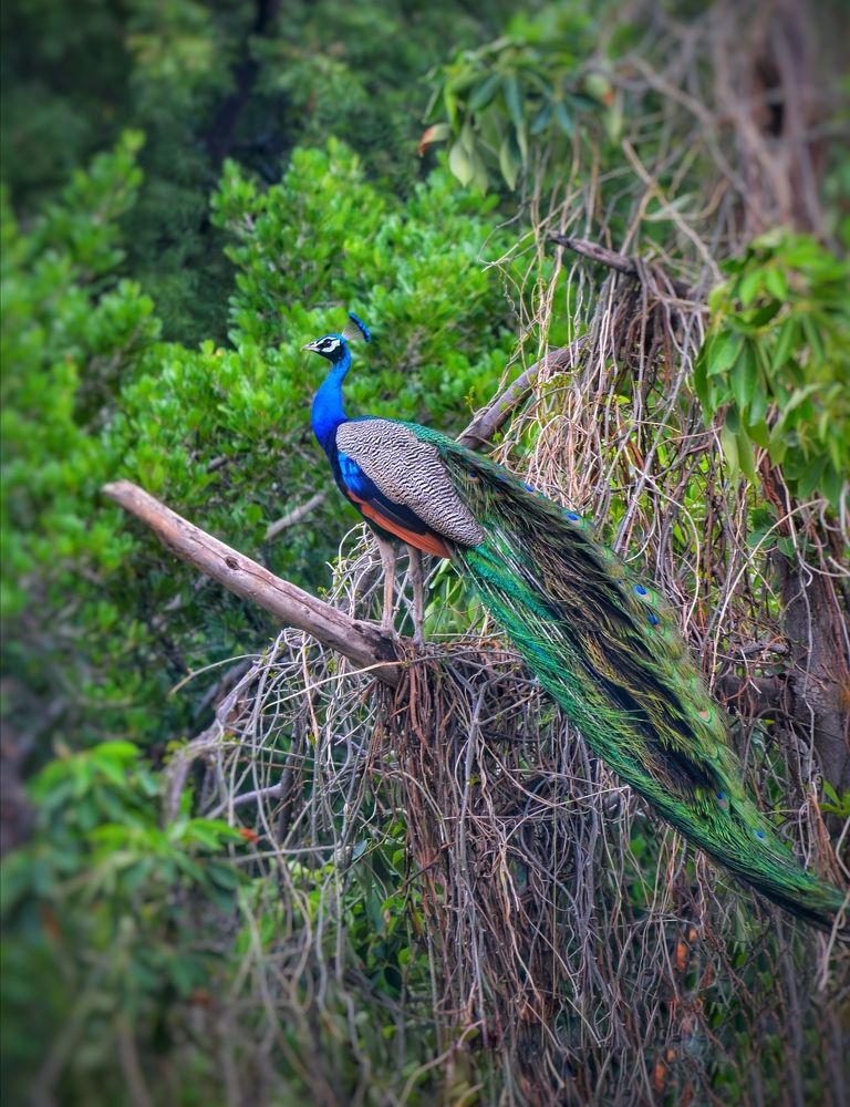 Peacock , The pride of India