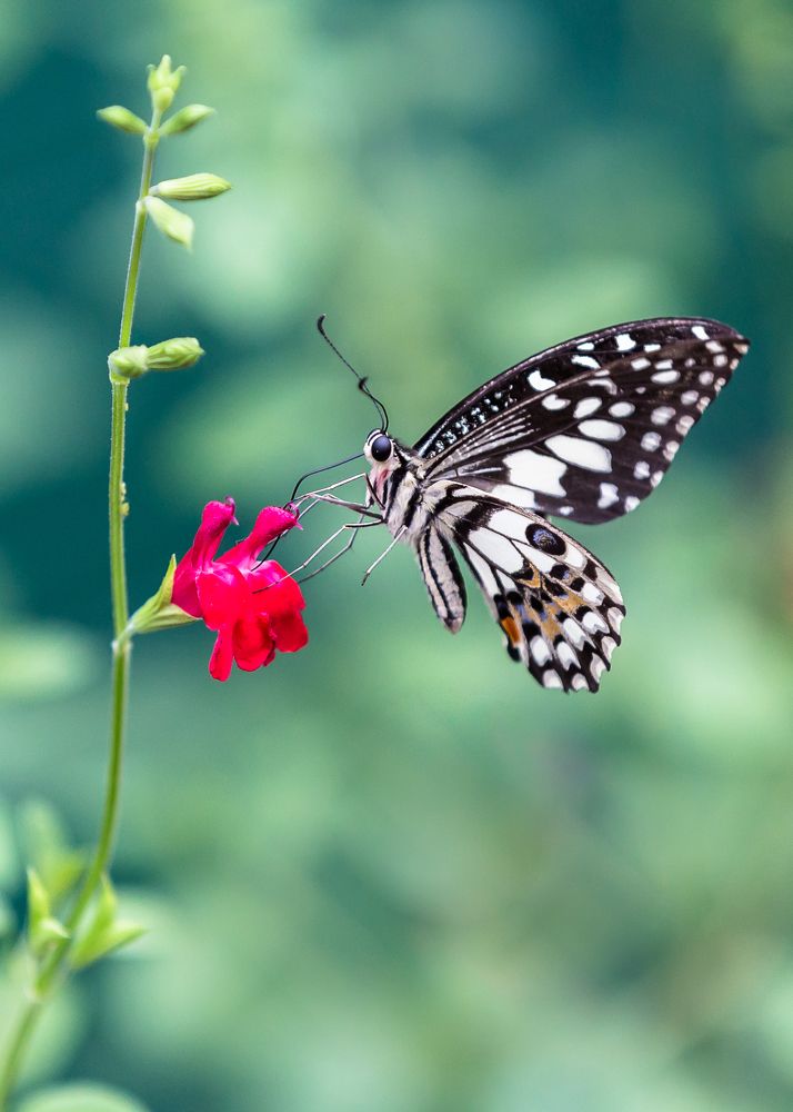 Photograph by Anatoly Chomko