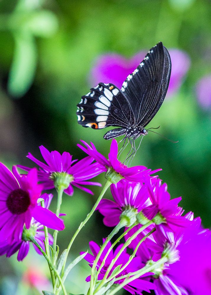 Photograph by Anatoly Chomko