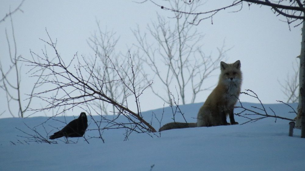 Ждём Крылова