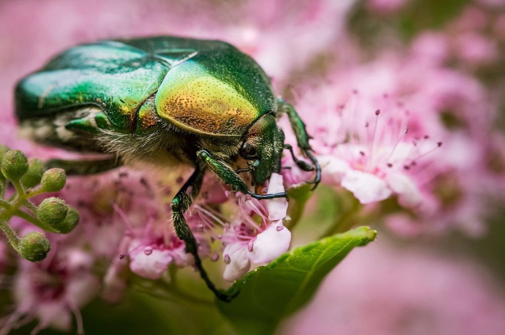 Вот это дух !!!