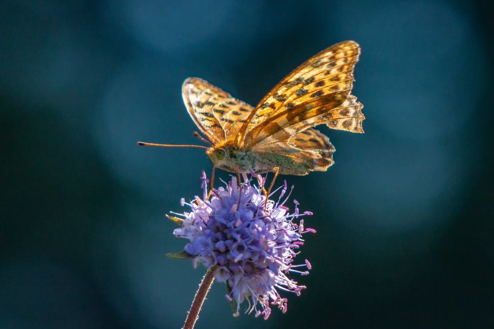 Photograph by Анатолий Калмыков