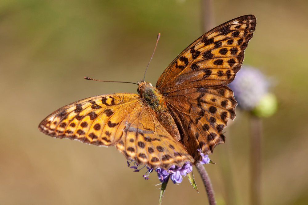 Photograph by Анатолий Калмыков