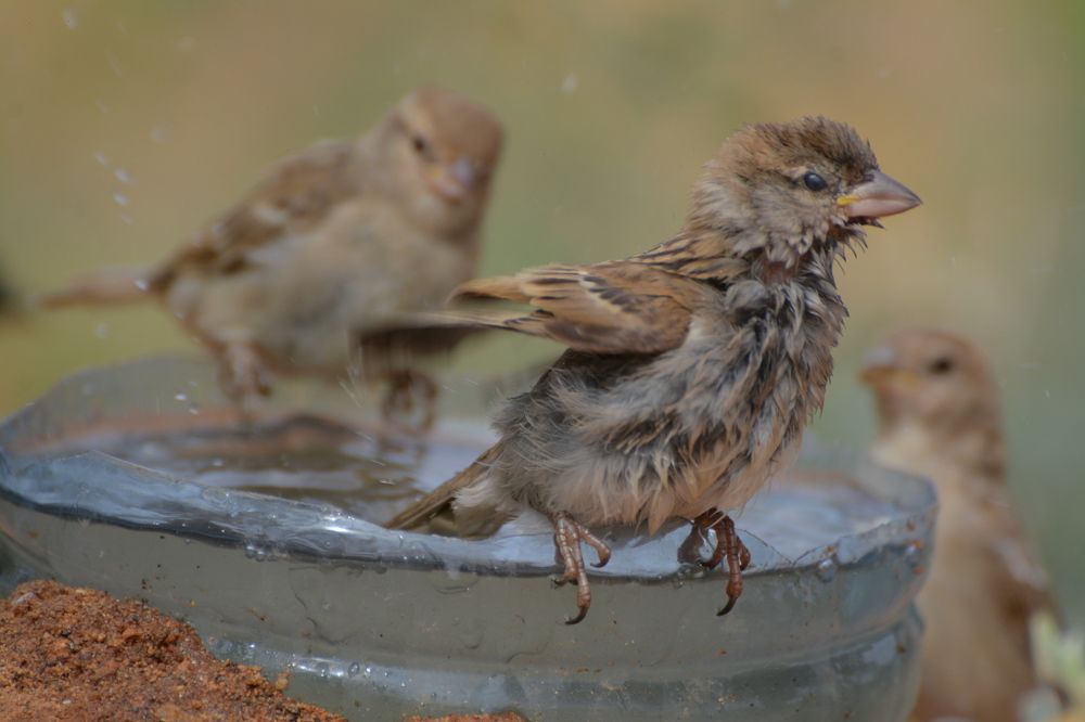 Photograph by Miguel Katumo