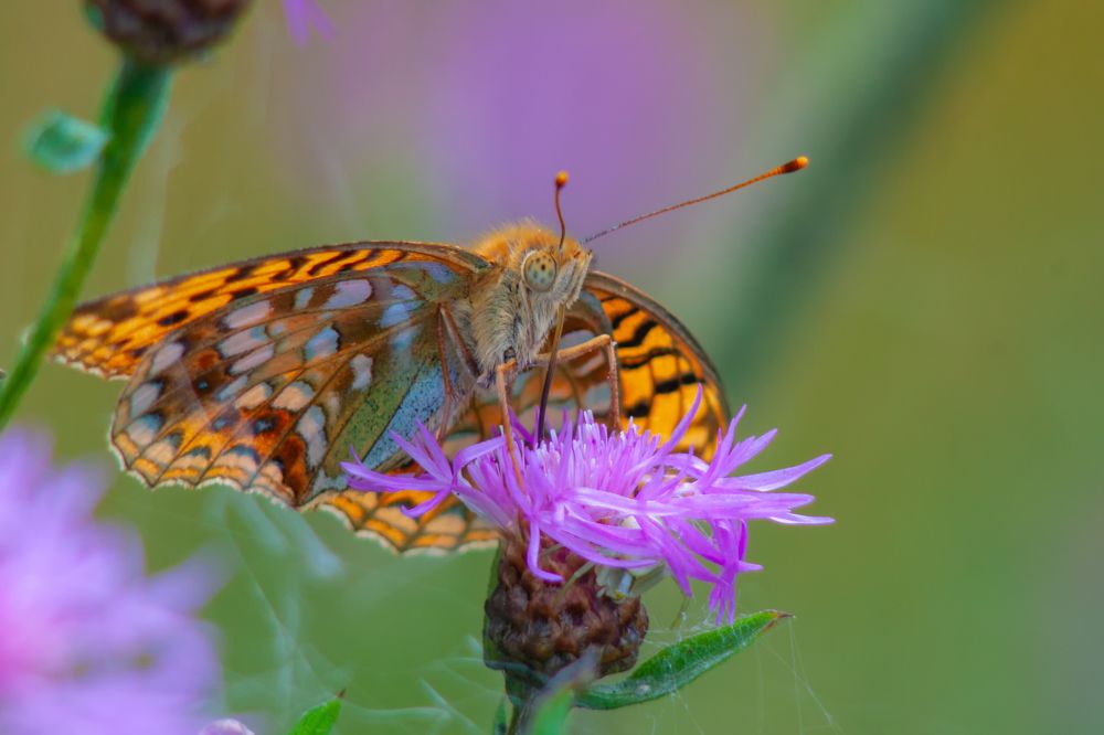 Photograph by Анатолий Калмыков