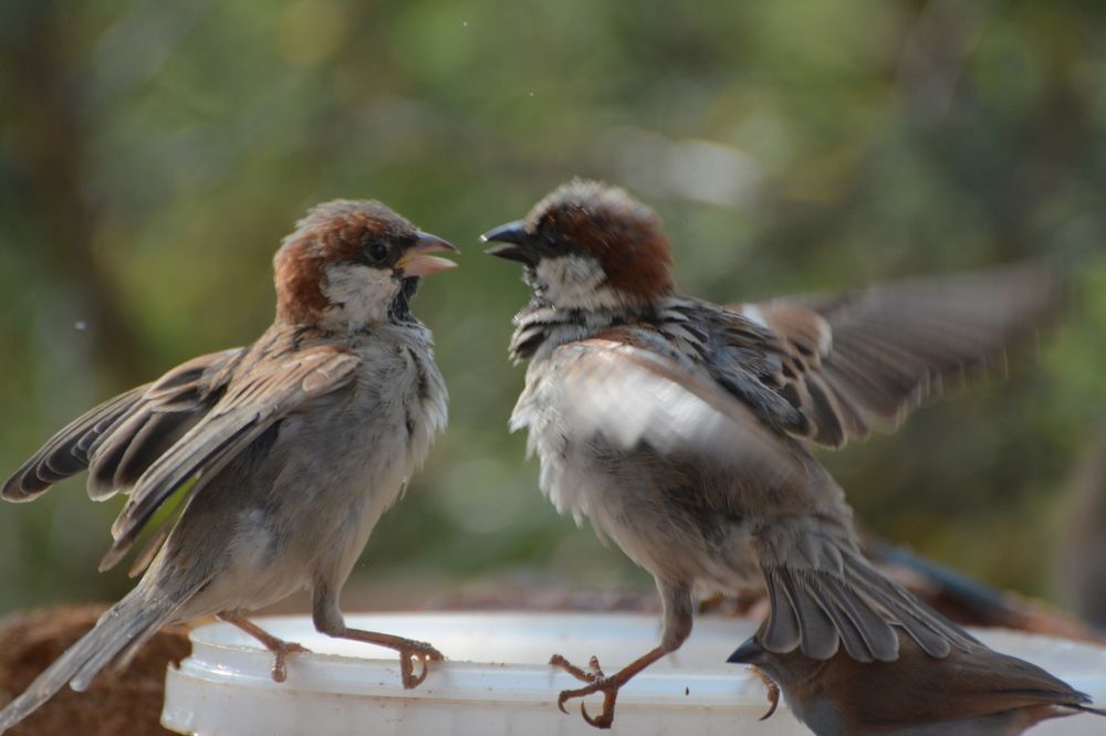 Photograph by Miguel Katumo