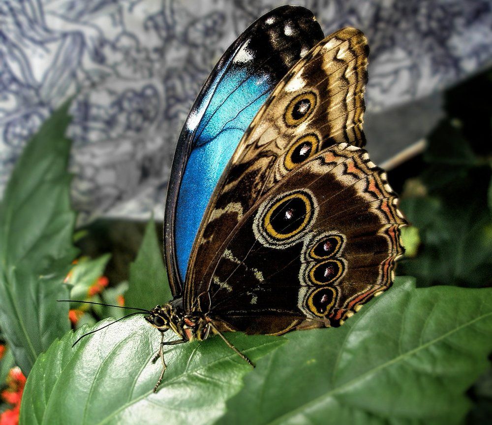 Бабочка Morpho peleides