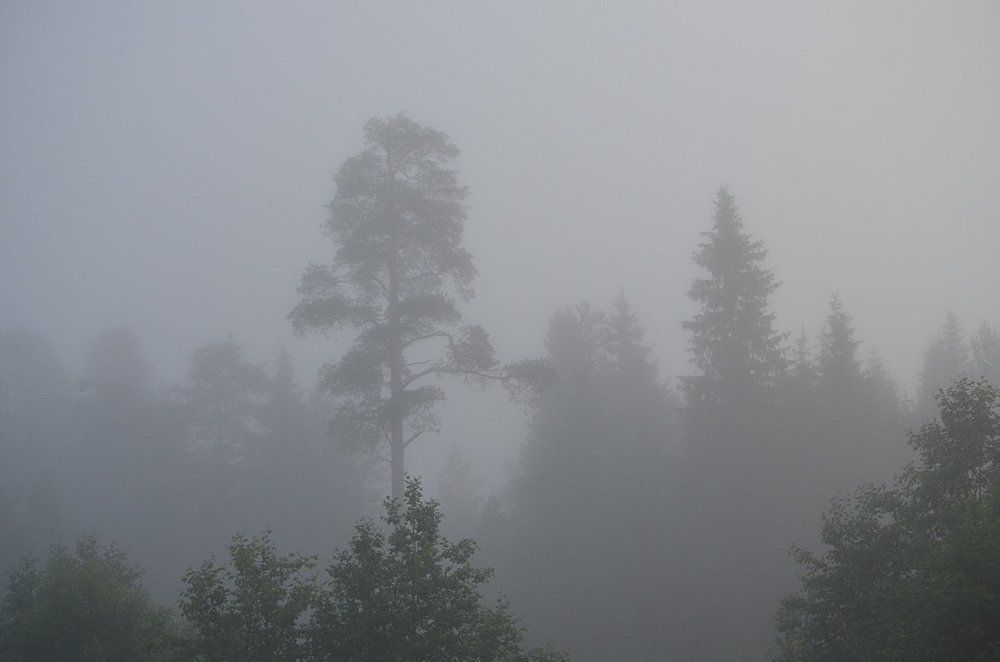 лес укутанный туманом