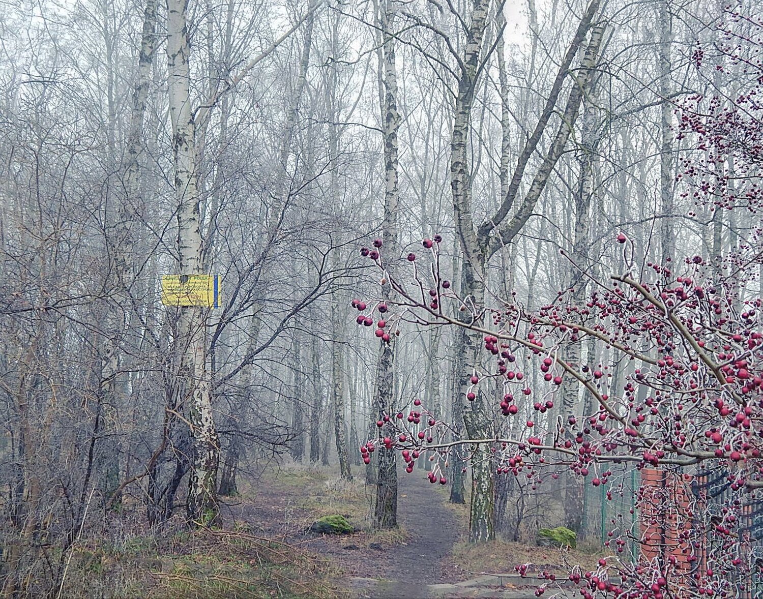 Берёзовая роща в тумане