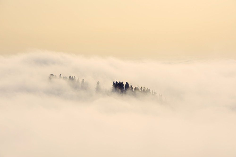 Елки в тумане