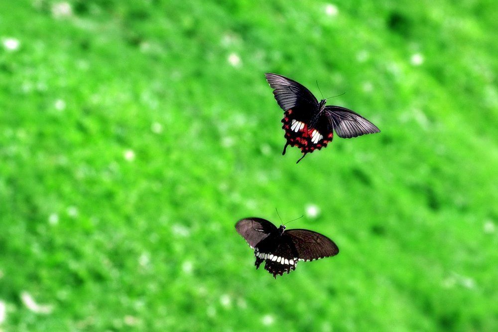 Beautiful Butterfly Flying Together
