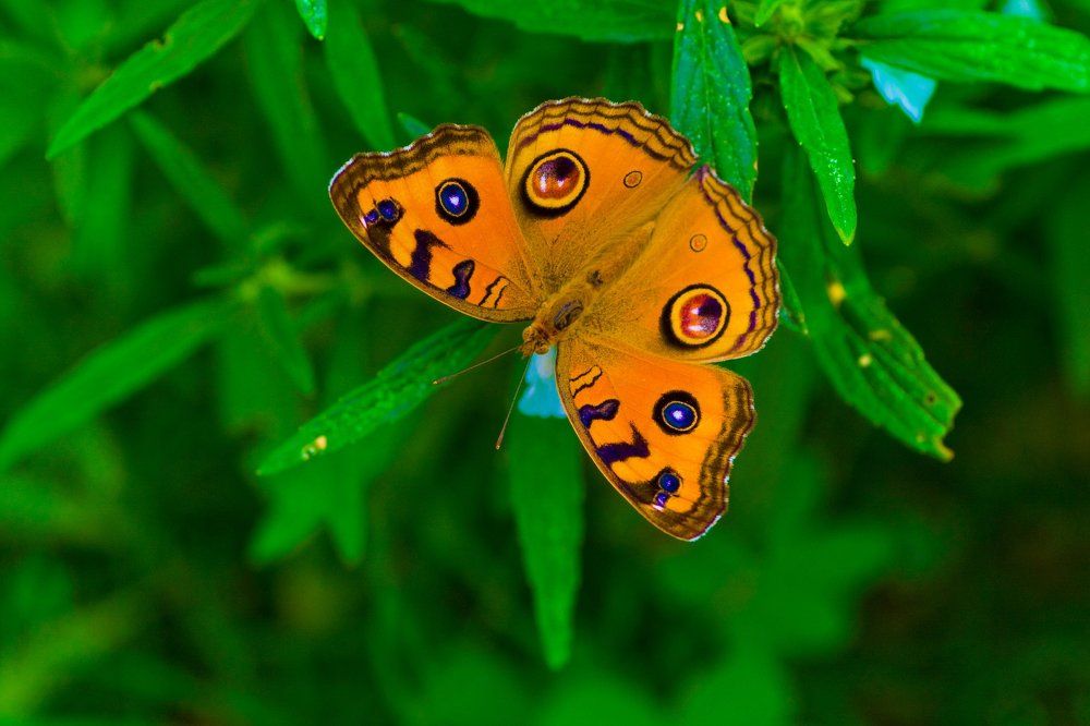 Beauty of a Butterfly