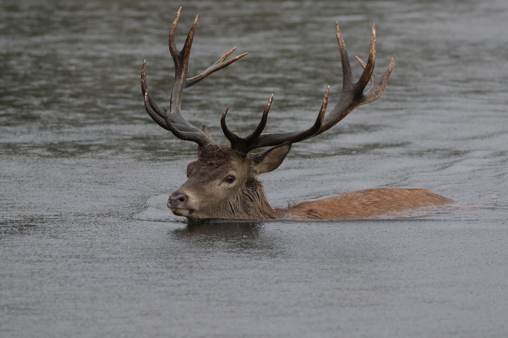 Red Deer Stag