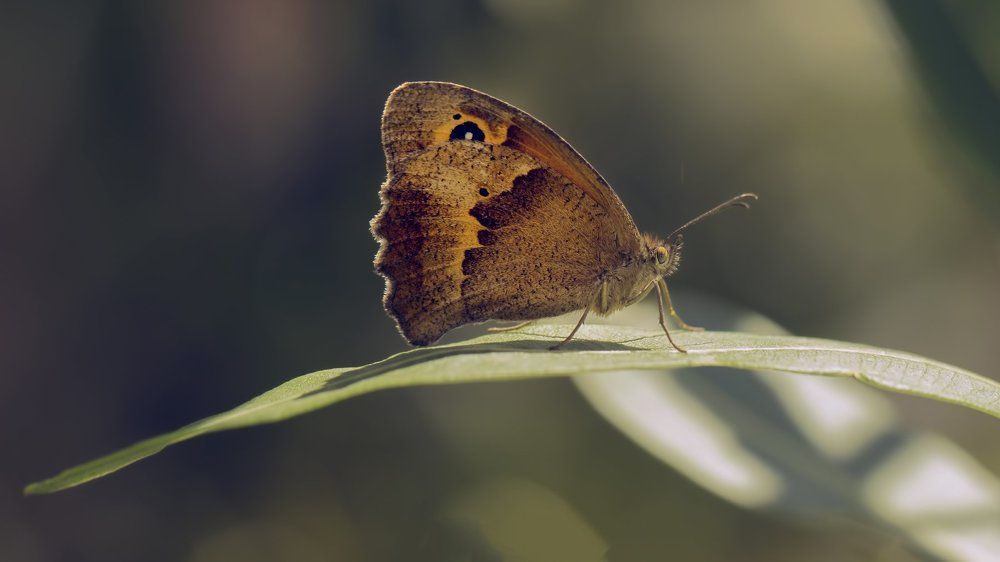 Photograph by Selma Kotancı