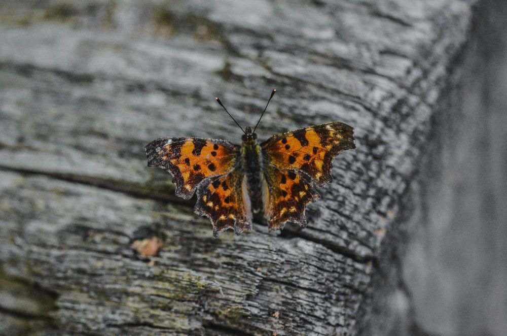 Вестница Лета