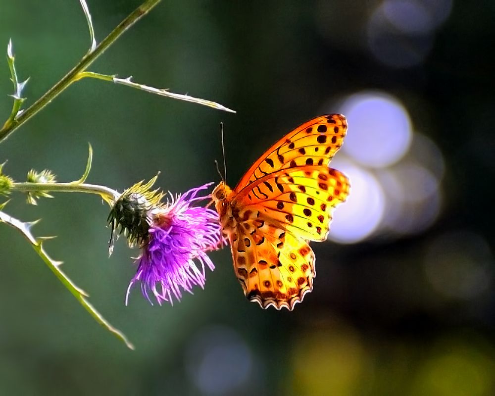 Leopard butterfly bokeh