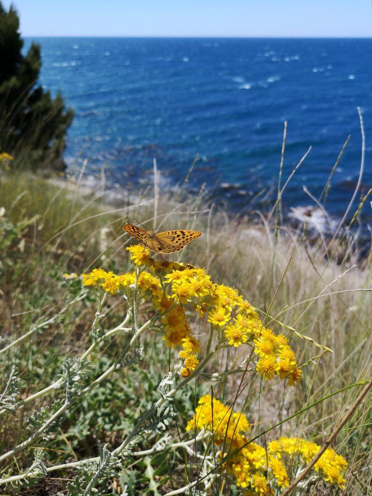 Бабочки Крыма