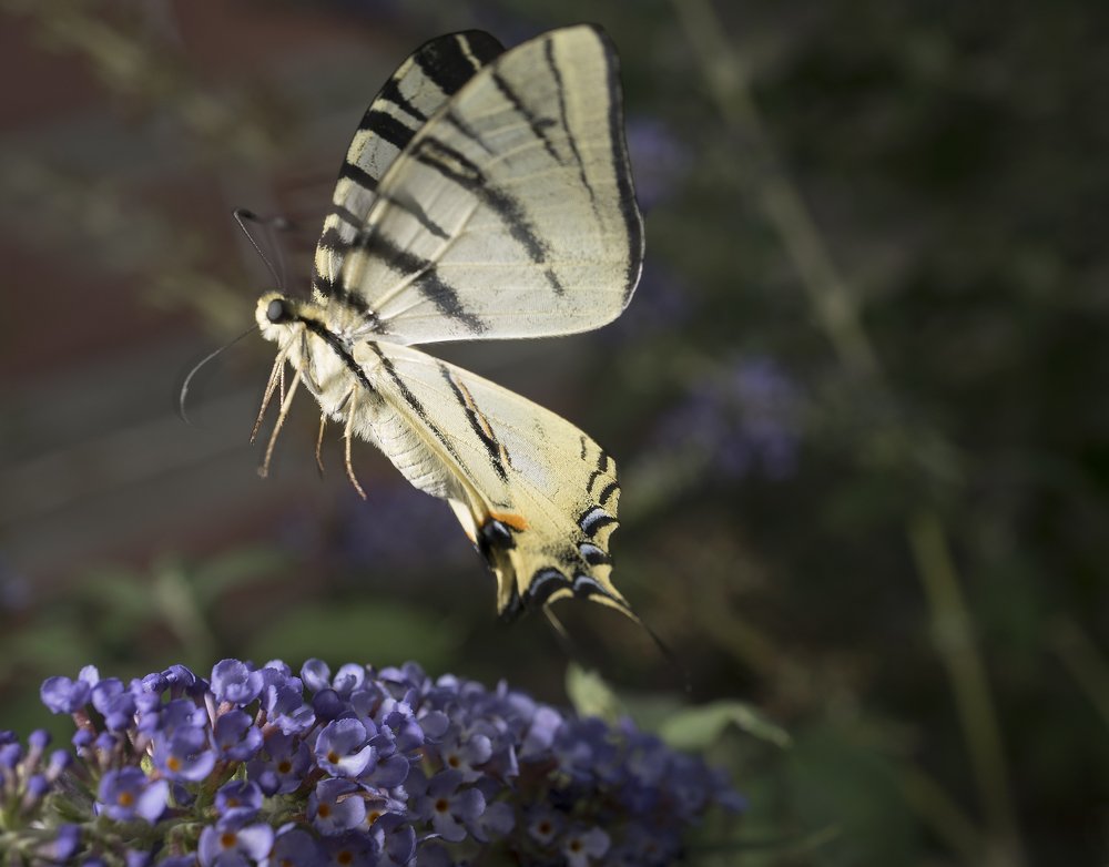 Парусник Подалирий на взлёте