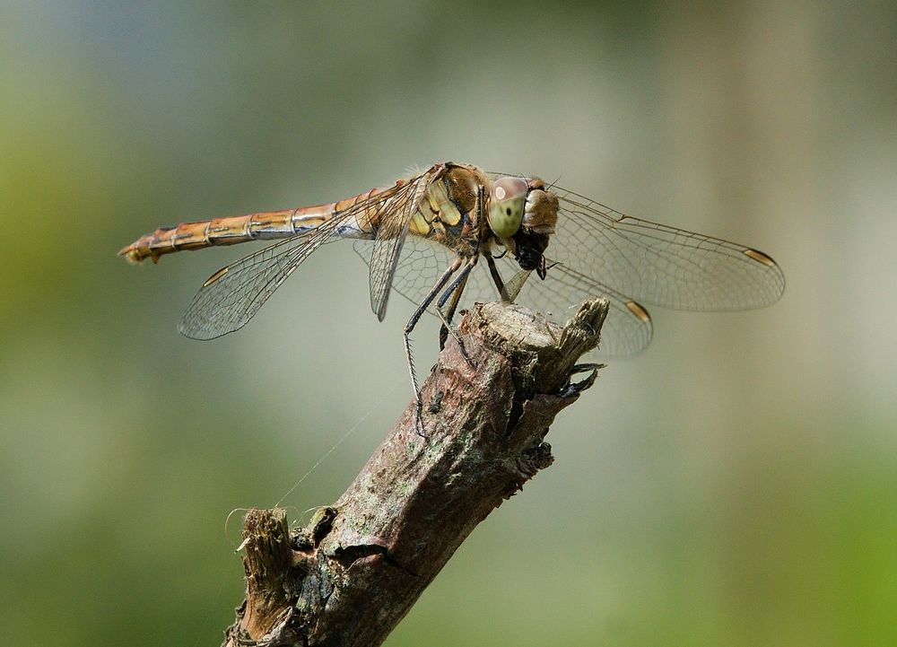 Dragonfly