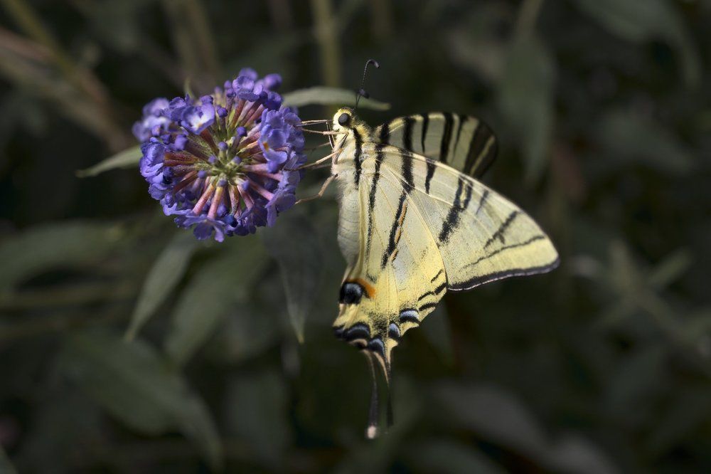 Бабочка Парусник Подалирий
