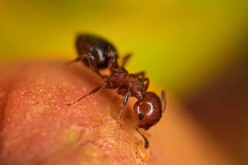 Муравей. The ant.