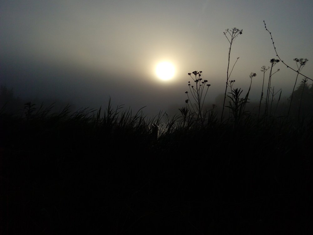 Photo #2466525