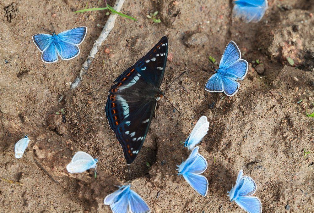 Среди голубого великолепия