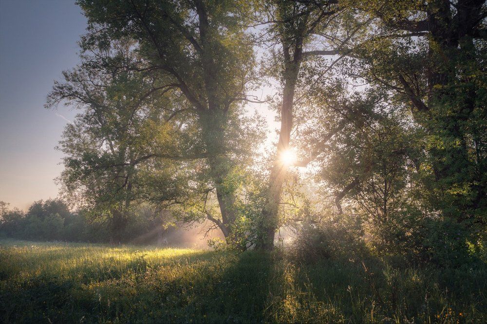 Волшебство туманного утра