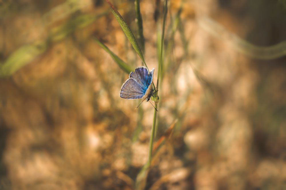 Летние краски.