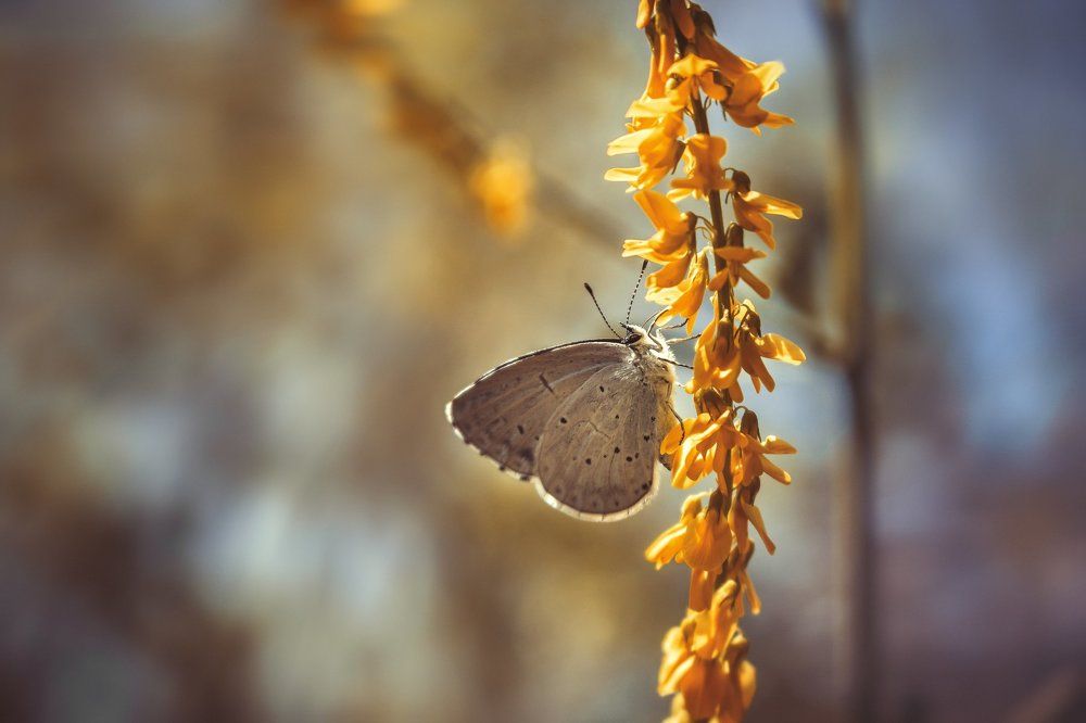 Летние краски.#2