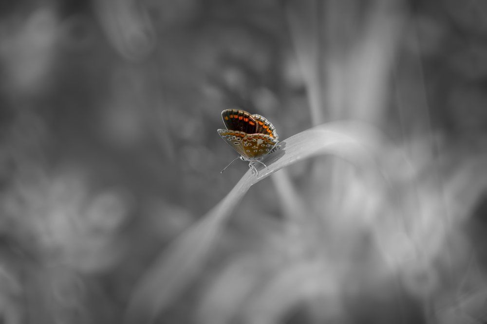 Монохромное и не много цветное.