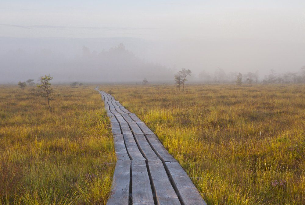 Sunrise in Latvian moor