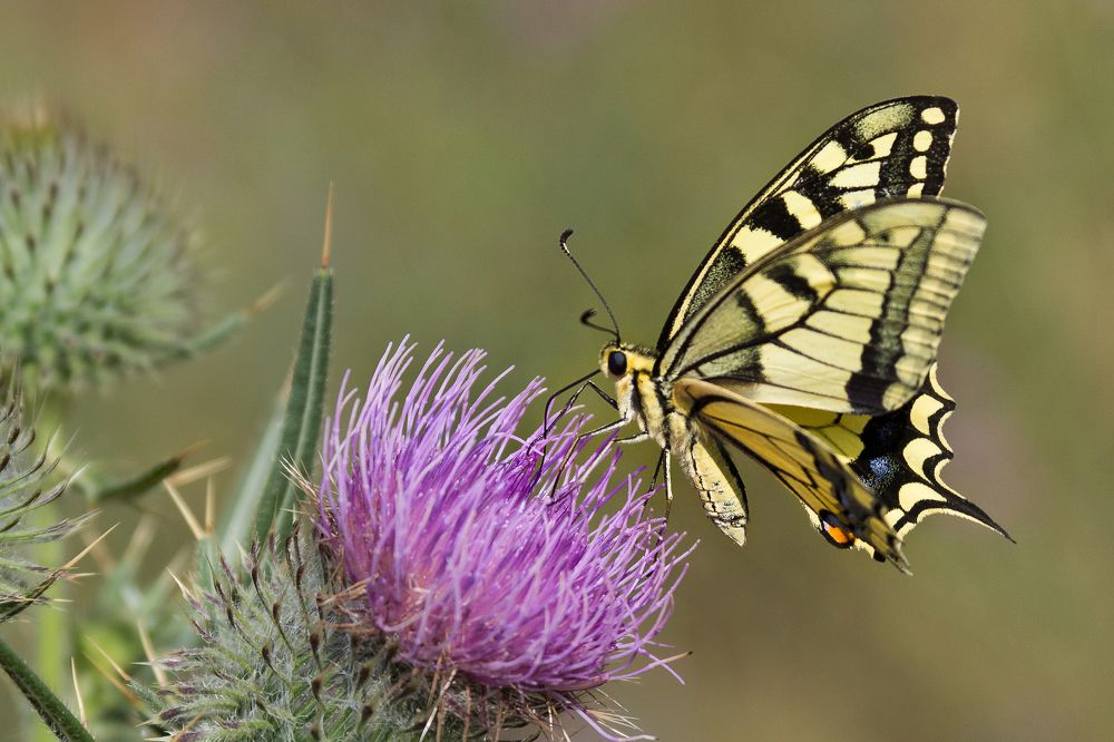 Butterfly on thistle flower