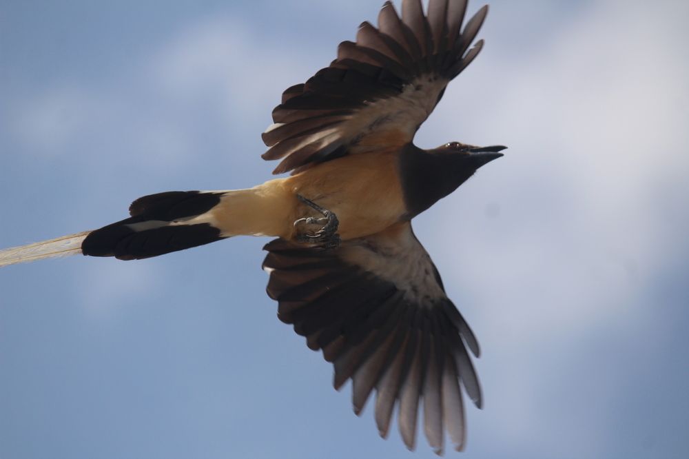 flying treepie