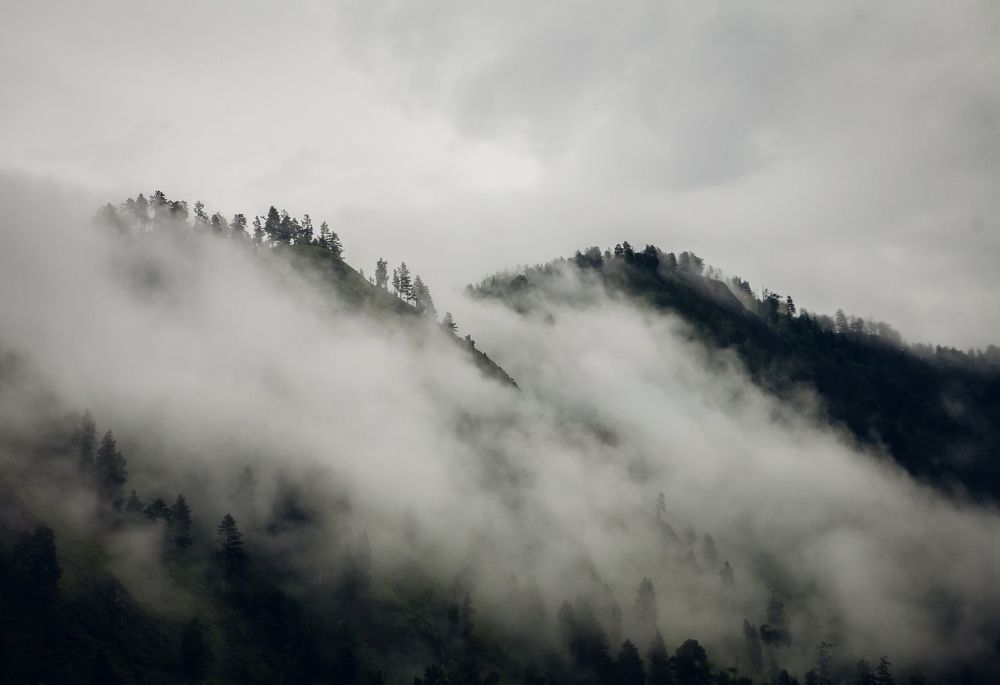 Туманный лес