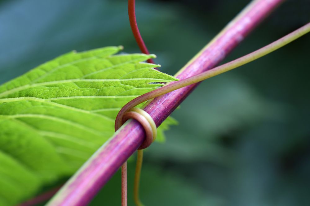 Геометрия Макро-мира (Macro World Geometry)