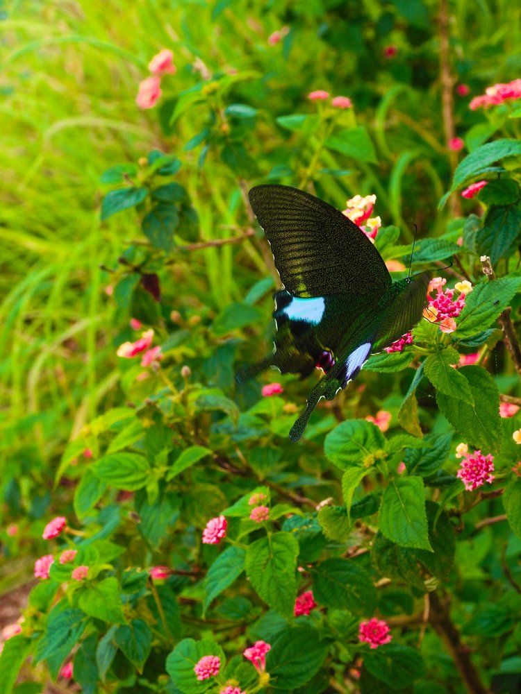 Witch butterfly
