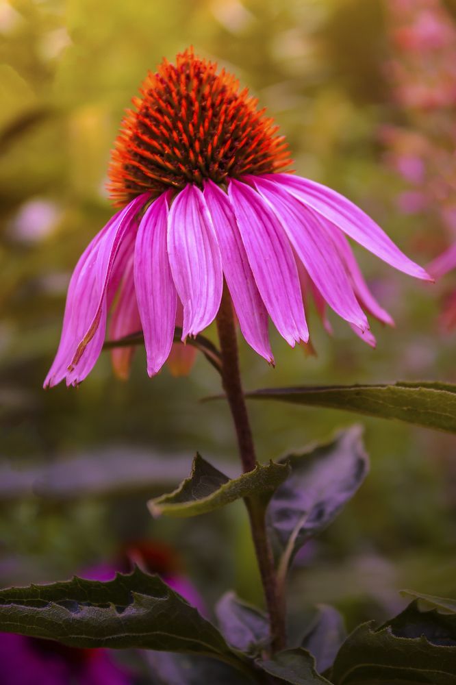 Грустная ромашка