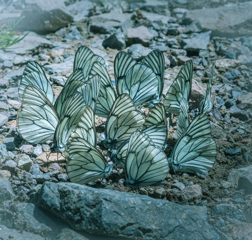 Photograph by Галина Канеева