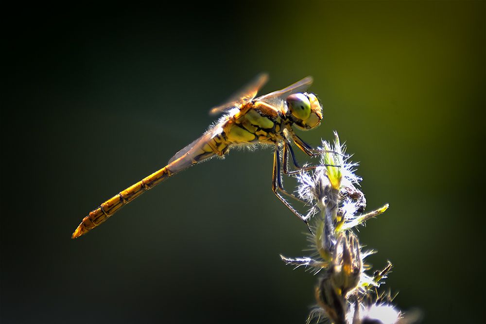 Фотография автора Игорь Иванов