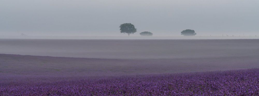 Утреннее поле лаванды