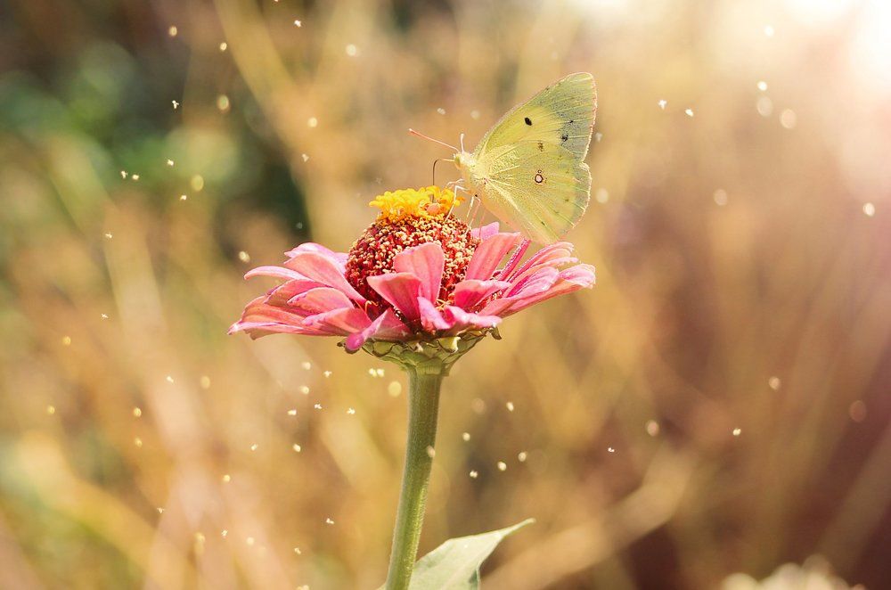 Летние цветы и бабочка.