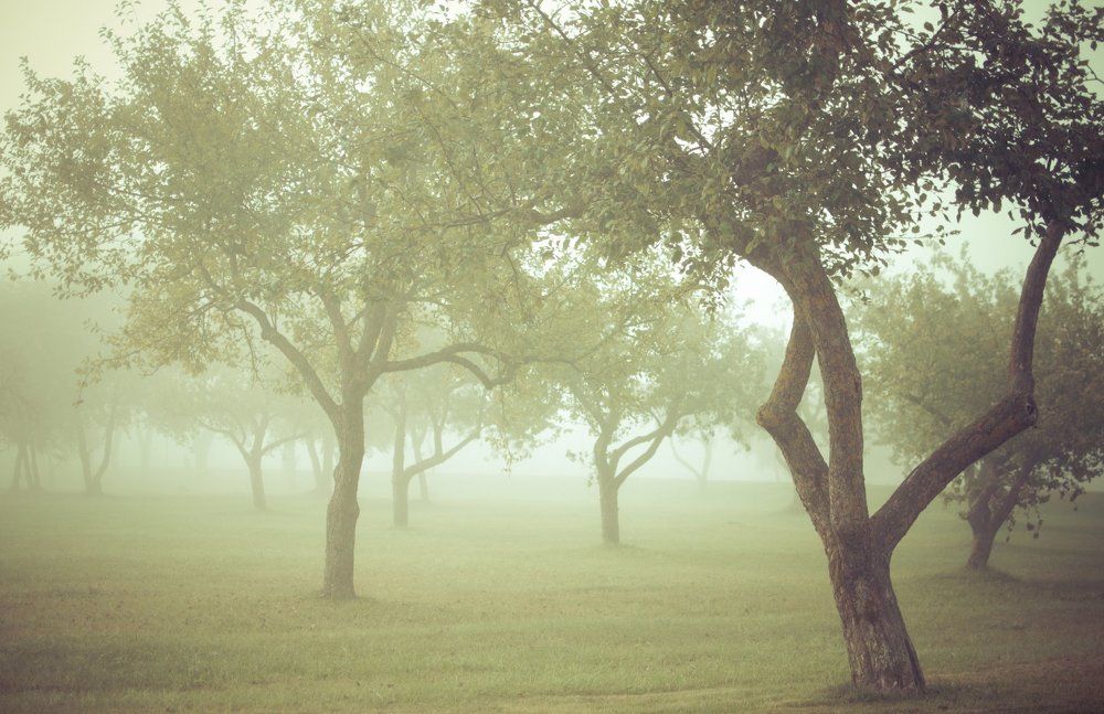 Яблоневый сад